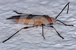 Adult Soapberry Bug