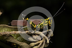 Adult Soldier Grasshopper