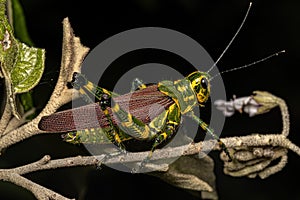 Adult Soldier Grasshopper