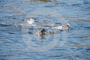 Adult Somateria mollissima common eider, Eiderente birds playing with youngsters.