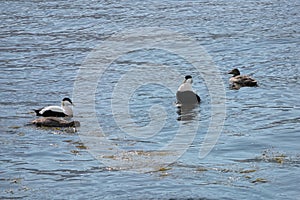 Adult Somateria mollissima common eider, Eiderente birds playing with youngsters.