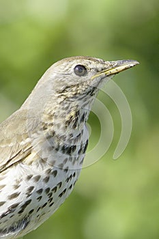 An adult of song thrush in natural habitat / Turdus philomelos