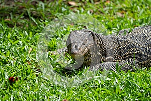 Adult Southeast Asian water monitor looking at the camera