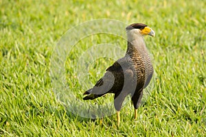 Adult Southern Crested Cara Cara photo