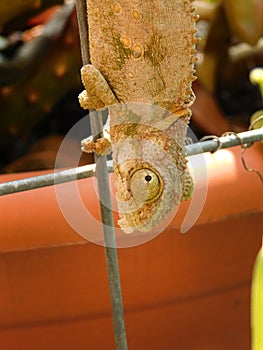 Adult Southern Dwarf Chameleon waiting for insects