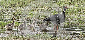 Adult Southern Screamer With Chicks