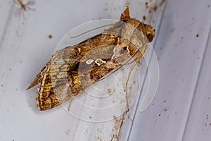 Adult Soybean Looper Moth