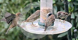 Adult Sparrows photo