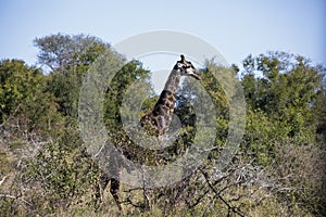 Adult specimen of African giraffe in the African savannah of South Africa, these big herbivorous animals live the wildlife of the