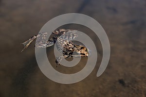 Adult specimen of long-legged frog Rana iberica