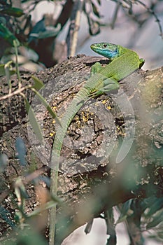 Adult specimen of western green lizard