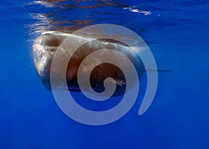 An adult Sperm Whale (Physeter macrocephalus) in the Caribbean Sea