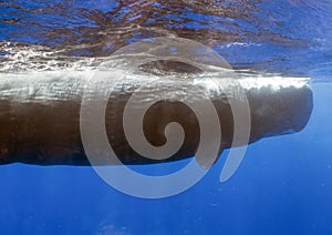 An adult Sperm Whale (Physeter macrocephalus) in the Caribbean Sea