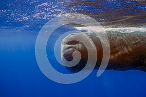 An adult Sperm Whale (Physeter macrocephalus) in the Caribbean Sea