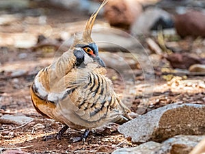 Adult Spinifex Pigeon