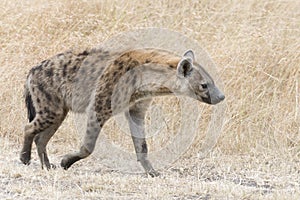 Adult spotted hyena