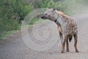 Adult spotted hyena Crocuta crocuta with a healed injury from a snare around its neck