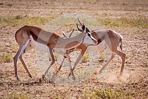 Adult springbok Rams in battle.