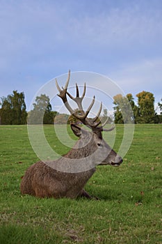 Adult stag red deer with strong antlers resting in a field