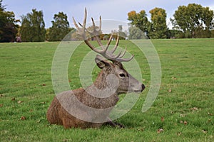 Adult stag red deer with strong antlers resting in a field