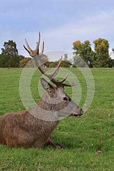 Adult stag red deer with strong antlers resting in a field