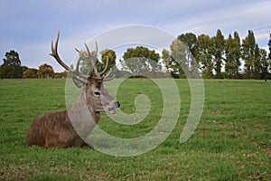 Adult stag red deer with strong antlers resting in a field