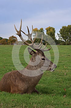 Adult stag red deer with strong antlers resting in a field