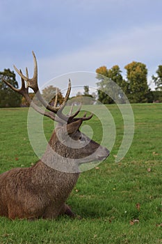 Adult stag red deer with strong antlers resting in a field