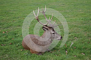 Adult stag red deer with strong antlers resting in a field