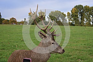 Adult stag red deer with strong antlers resting in a field