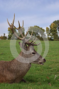 Adult stag red deer with strong antlers resting in a field