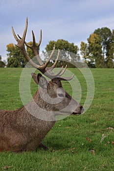 Adult stag red deer with strong antlers resting in a field