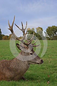 Adult stag red deer with strong antlers resting in a field