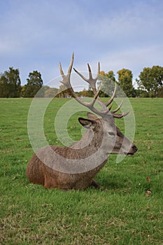 Adult stag red deer with strong antlers resting in a field