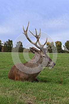 Adult stag red deer with strong antlers resting in a field