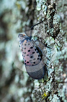 Adult stage July-December of spotted lanternfly Lycorma delicatula in Bucks County, Pennsylvania