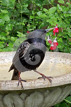 Adult Starling on a birdbath