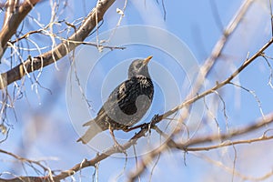 An adult starling sits on a tree branch in spring