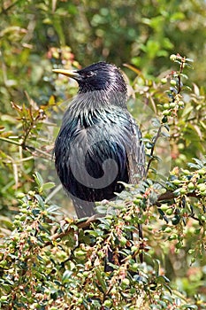 Starling