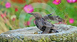 Adult Starling.  Sturnus vulgaris. Having a bath.