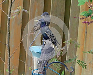 Adult starling with two juveniles on bird feeder