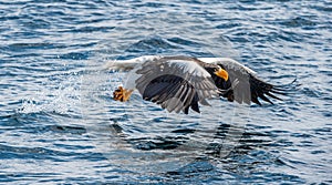 Adult Stelle`s sea eagle fishing. Scientific name: Haliaeetus pelagicus. Blue ocean background