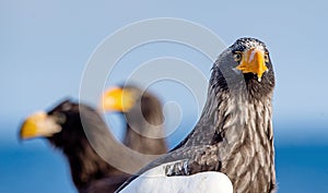 Adult Steller`s sea eagle