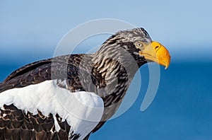 Adult Steller`s sea eagle,