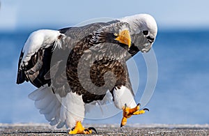 Adult Steller`s sea eagle. Close up, front, portrait of walking eagle.