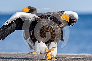 Adult Steller`s sea eagle. Close up, front, portrait of walking eagle.
