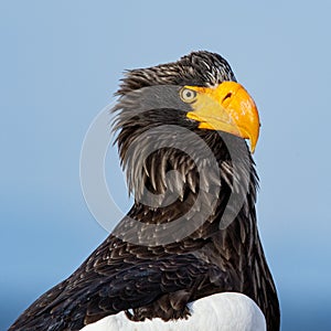 Adult Steller`s sea eagle. Close up portrait.