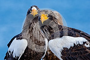 Adult Steller`s sea eagle. Close up portrait.