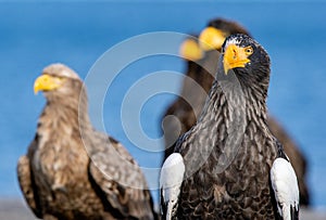 Adult Steller`s sea eagle. Close up portrait.