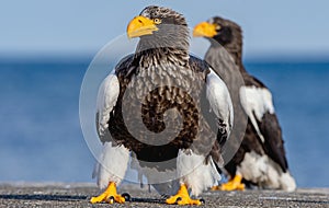 Adult Steller`s sea eagle. Close up portrait.